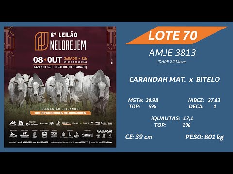 LOTE 70