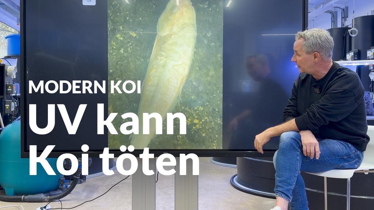 Ein Koi landet unbemerkt in der UV-Kammer | Modern Koi Blog #7946