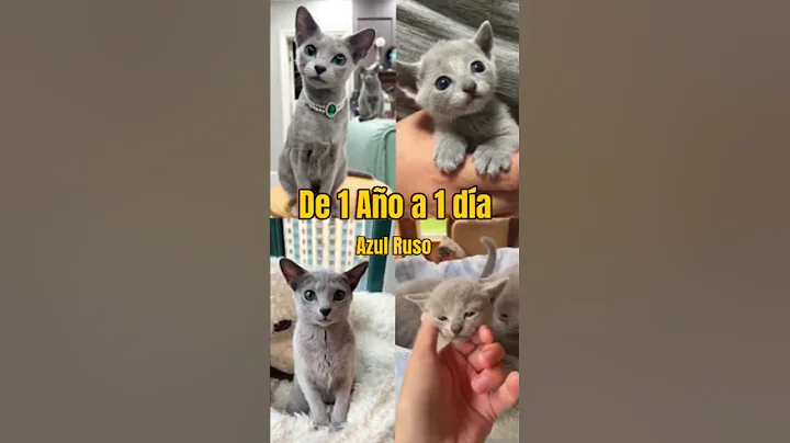 Video 11156671: russian blue cat kitten, sweet russian blue