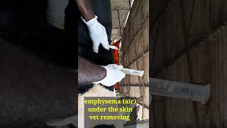 how air compress causing breathing trouble in cattle/subcutaneous emphysema in cattle vet treatment