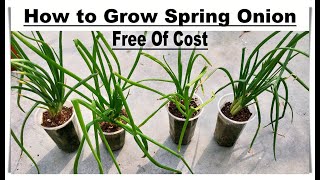 How To Grow Spring Onion At Zero Cost || No Need To Buy Seeds