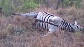 Catbox Video Everybody Sleeps