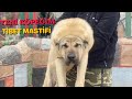 YENİ KÖPEĞİMİN BOYU KAÇ CM ?