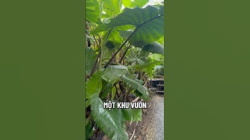 Tâm trí là một khu vườn