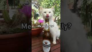 Make It 5 Times shorts comedy funny cat