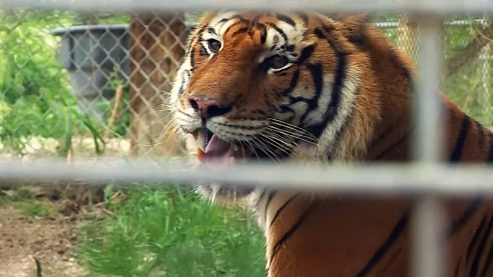 Video 11836931: big british cat, tiger, cat travel