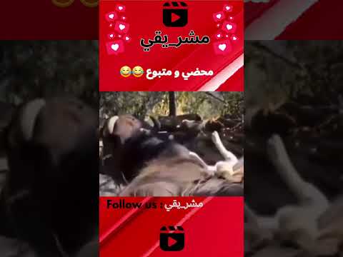 محضي و متبوع  ضحك 