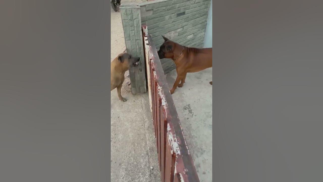 Собака гавкает видео. Собака гавкает за забором. Собаки лают через ворота. Собаки лают через открывающиеся ворота. Собаки гавкают через забор.