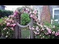 Как использовать плетистые розы в ландшафтном дизайне
