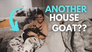 Bringing home a house goat!
