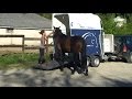 Travail en thologie  embarquement dun cheval difficile dans un van