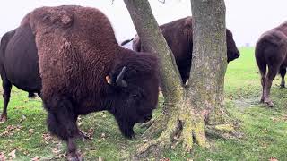 Bisoner i Orøstrand Dyrepark