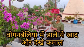 How to get more flowers in Bougainvillea /  Fertilizer for Bougainvillea