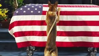 Le Chien Protège Et Retourne Vers Ses Proches