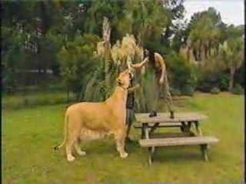 Liger on National Geographic Humanzee - YouTube