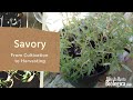 Savory  from cultivation to harvesting
