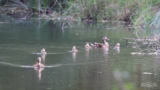 Paseo de una familia de ánades azulones.