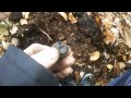 Metal detecting in the woods with the T2 15 &quot; coil 10 dec 2016