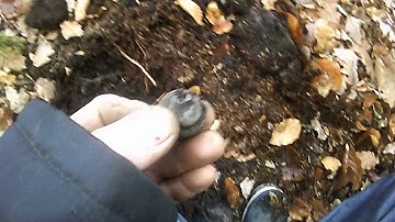 Metal detecting in the woods with the T2 15 " coil 10 dec 2016