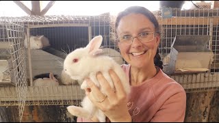 It's Baby Bunny Time!!!  Preparing for and Caring for Baby Bunnies