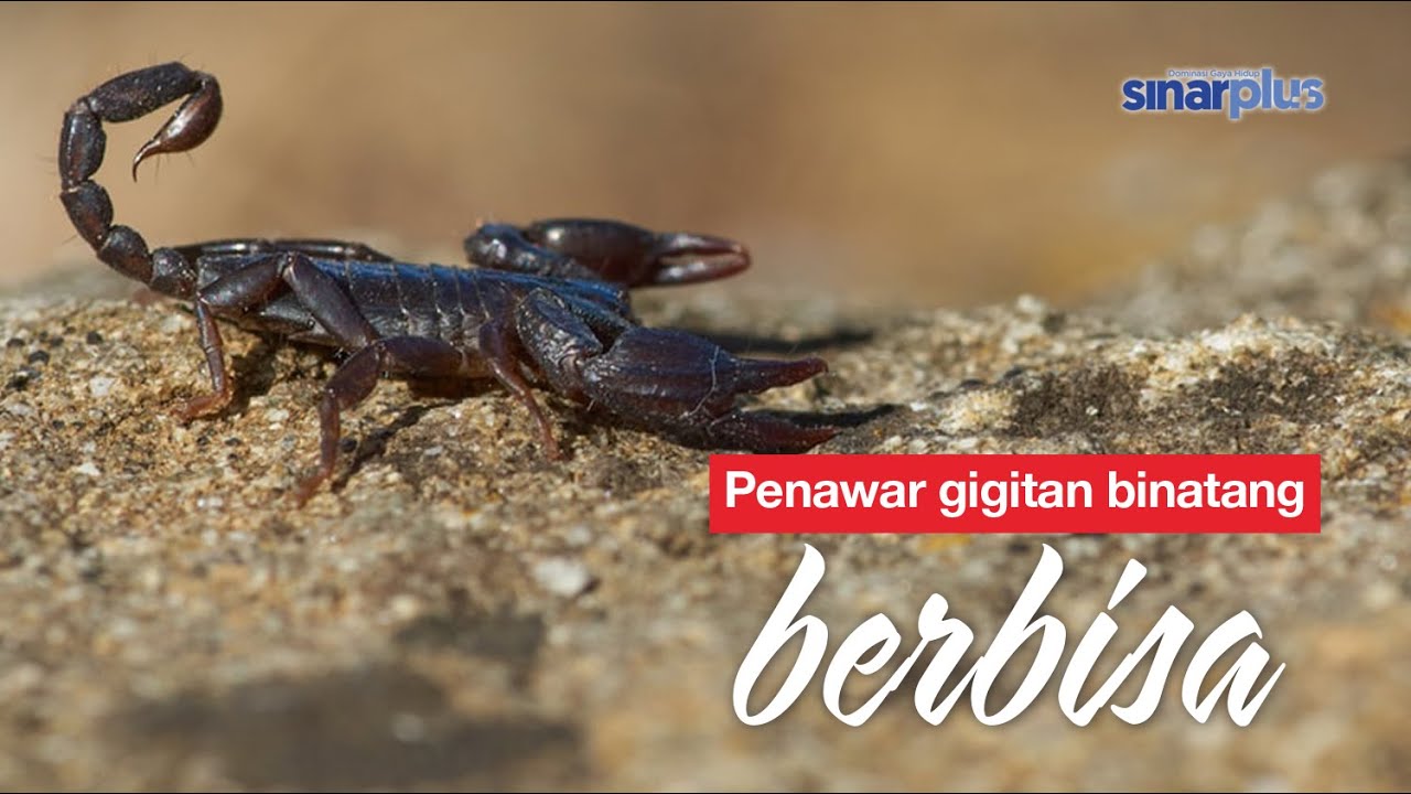Penawar Gigitan Binatang Berbisa Youtube