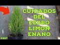 COMO MANTENER BELLO Y SANO UN CEDRO LIMON ENANO