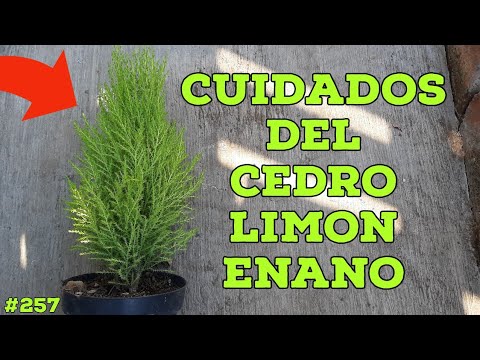 COMO MANTENER BELLO Y SANO UN CEDRO LIMON ENANO - YouTube