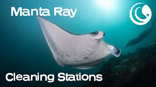 Manta Ray cleaning stations in Maldives
