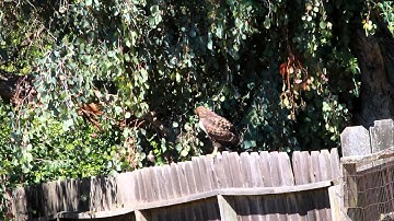 Red-Tailed Hawk Harassed by Mockingbird 20110704