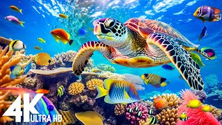 [NEW] 3HR Stunning 4K Underwater footage -Rare & Colorful Sea Life Video - Relaxing Sleep Music #14 by Dream Soul 2,495 views 1 month ago 3 hours, 47 minutes