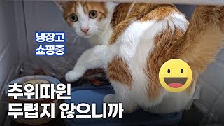 추위 따윈 두렵지 않다는 엘사 캣