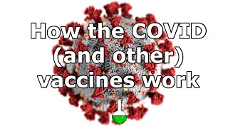 How the Covid (and other!) vaccines work