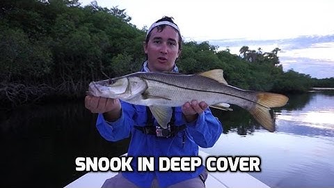 Skipping Mangroves for Snook