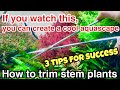 How to trim Stem Plants in your planted aquarium [3 Points of Trimming Advice for beginners] ADA