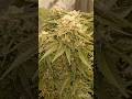 CULTIVO SIN TRANSPLANTES!! DIA 73 DE FLORA!! SEGUIMOS COSECHANDO!! #autoconsumo #growing #cultivo