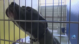 Peninsula Regional Animal Shelter participating in "Empty the Shelters" event