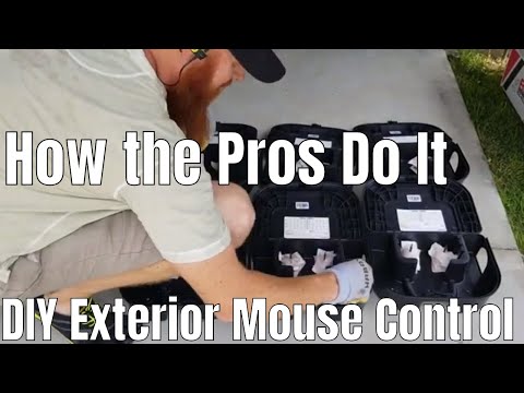 Video: Deratisasi tikus. Metode pengendalian tikus yang efektif