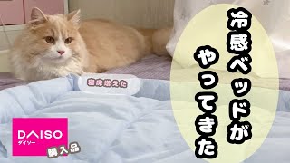 【商品紹介】猫にダイソーの冷感ペットベッド買ってみた【ダイソー購入品】