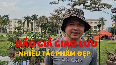 Giao Lưu & Báo Giá Nhiều Tác Phẩm Cây Cảnh Đẹp – Giá Hợp Lý Gây Bất Ngờ!