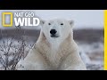 Polar Bears 101 | Nat Geo Wild