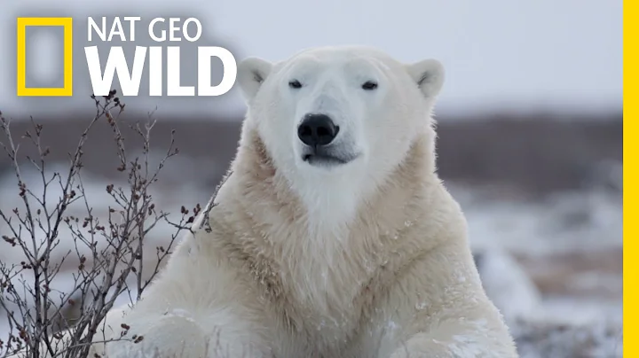 Polar Bears 101 | Nat Geo Wild - DayDayNews