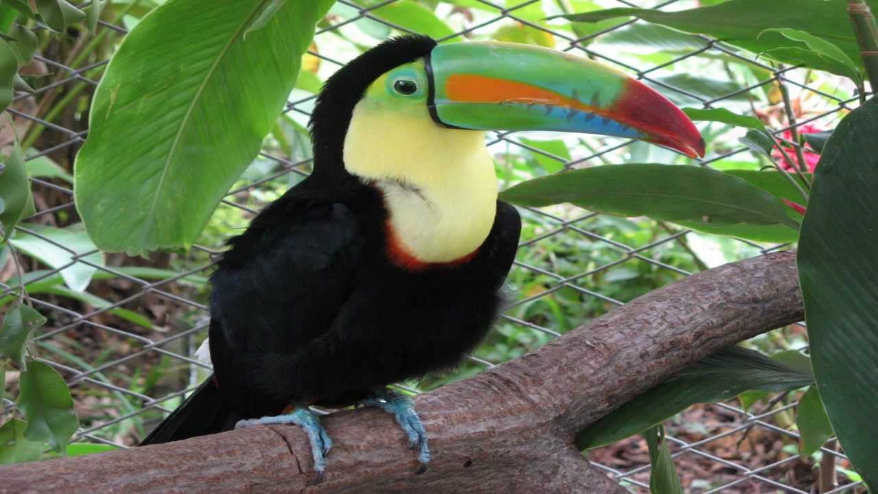 Fauna Costa Rica - YouTube
