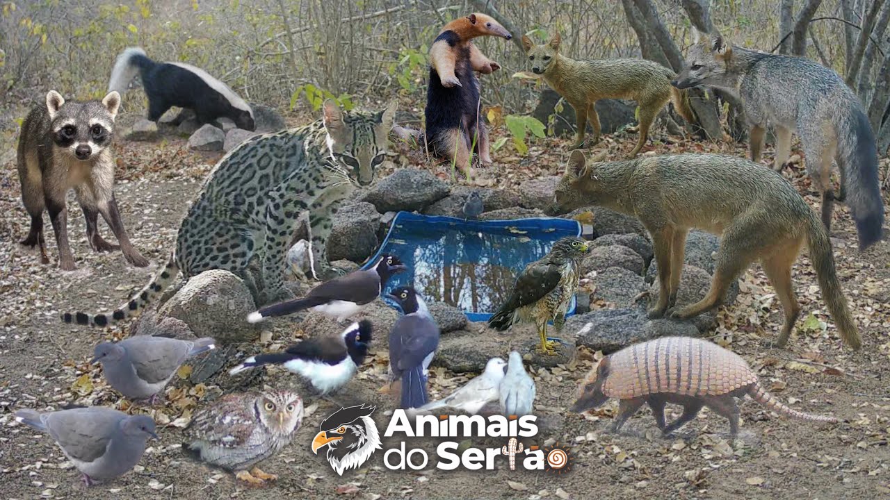 FLAGRA RARO NO BEBEDOURO QUE REATIVEI! FELINOS, TAMANDUÁS E MUITOS OUTROS