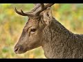Photographing Fallow deer in Epping Forest: A meditation