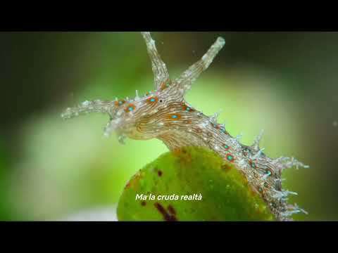 Pallino e le meraviglie della barriera corallina - Trailer Italiano  Netflix
