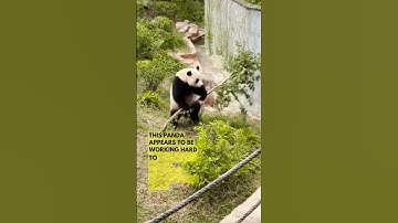 Cute & Funny Panda