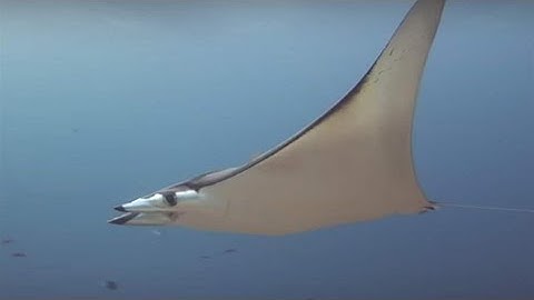Mobula Rays Need Protection Now