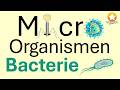 Micro-organismen: Bacterie