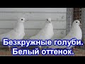 Безкружные голуби. Белый оттенок.