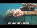 亞洲全球新聞（記者胡宥析/台北報導）522國際生物多樣性日 海洋有效保育區